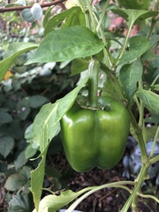 Capsicum annuum annuum