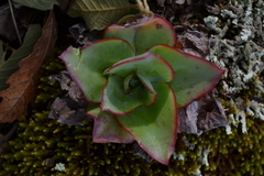 Echeveria subrigida