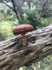 Gymnopilus dilepis