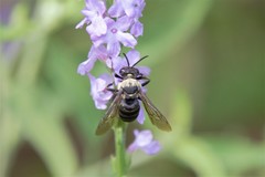 Triepeolus concavus