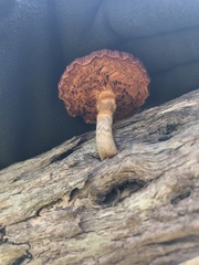 Gymnopilus dilepis