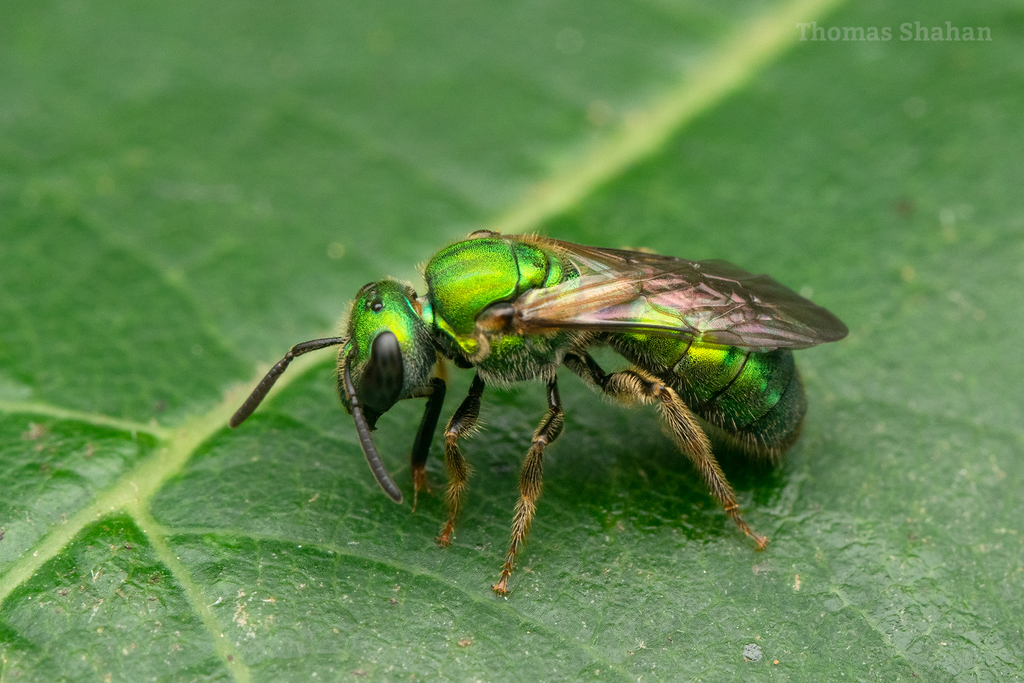 Augochlora