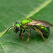 Augochlora - Photo (c) Thomas Shahan, some rights reserved (CC BY-NC), uploaded by Thomas Shahan