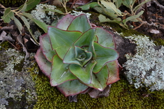 Echeveria subrigida