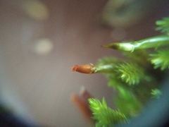 Dicnemon semicryptum