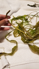Potamogeton amplifolius