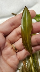 Potamogeton amplifolius