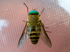 Pangoniinae