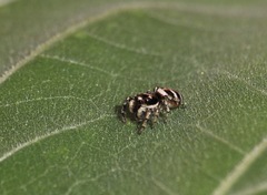 Salticus scenicus