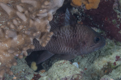 Pristicon trimaculatus