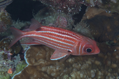 Sargocentron cornutum