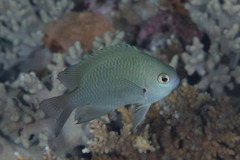 Pomacentrus callainus