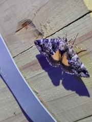 Allotria