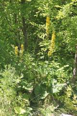 Ligularia fischeri