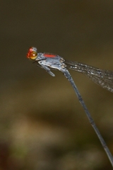 Neoneura aaroni