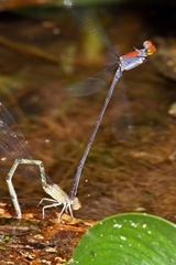 Neoneura aaroni