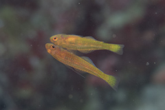 Trimma griffithsi