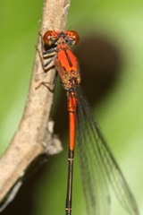 Neoneura amelia