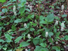 Tiarella austrina