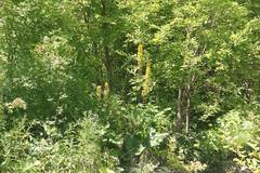 Ligularia fischeri