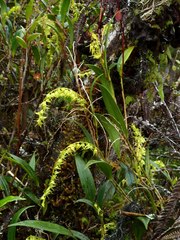 Pleurothallis antennifera