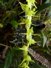 Pleurothallis antennifera