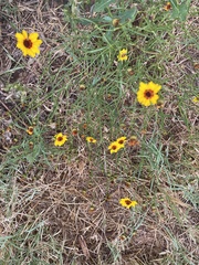 Coreopsis basalis