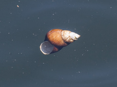 Heterogen japonica