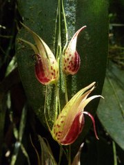 Pleurothallis bicruris