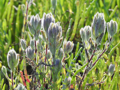 Chloropyron molle molle