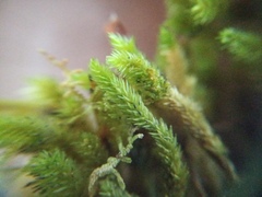 Dicnemon semicryptum