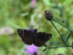 Erynnis martialis