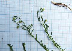 Linum amurense