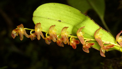 Stelis ligulata