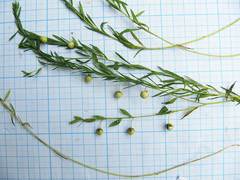 Linum amurense