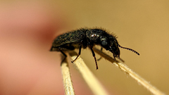 Asydates grandiceps