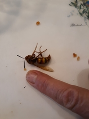 Sphecius