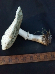 Chlorophyllum molybdites