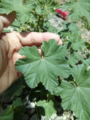 Malva parviflora