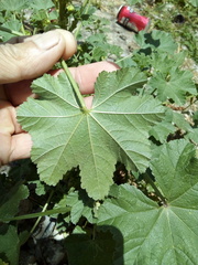 Malva parviflora