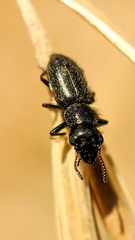 Asydates grandiceps