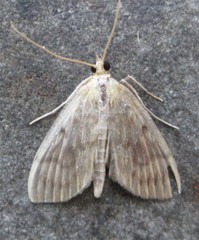 Crocidophora serratissimalis