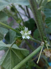 Malva parviflora