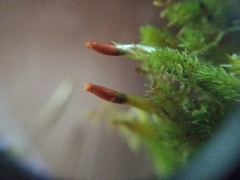 Dicnemon semicryptum