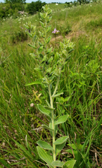 Lithospermum occidentale