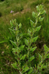 Lithospermum occidentale