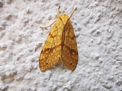 Lophocampa annulosa