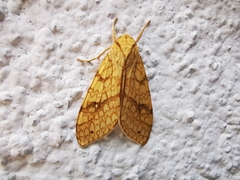 Lophocampa annulosa