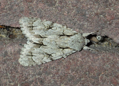 Acronicta psi