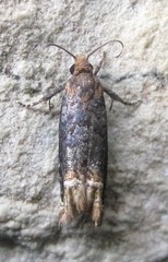 Eucosma ochroterminana